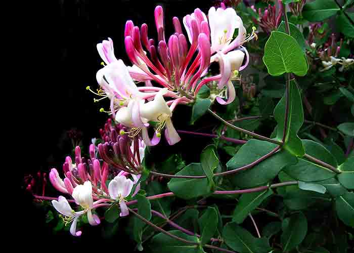 honeysuckle Aries flower